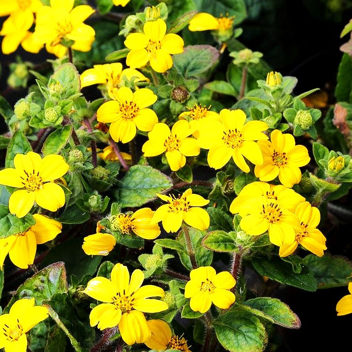 Goldkörbchen 'Andre Viette' (Chrysogonum virginianum)