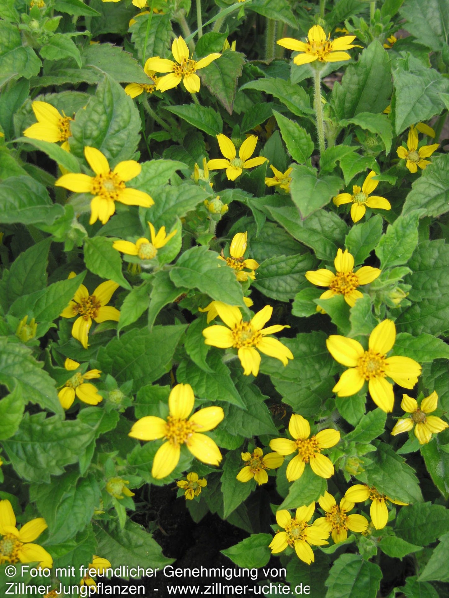 Goldkörbchen (Chrysogonum virginianum)