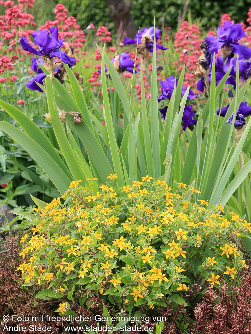 Goldkörbchen (Chrysogonum virginianum)