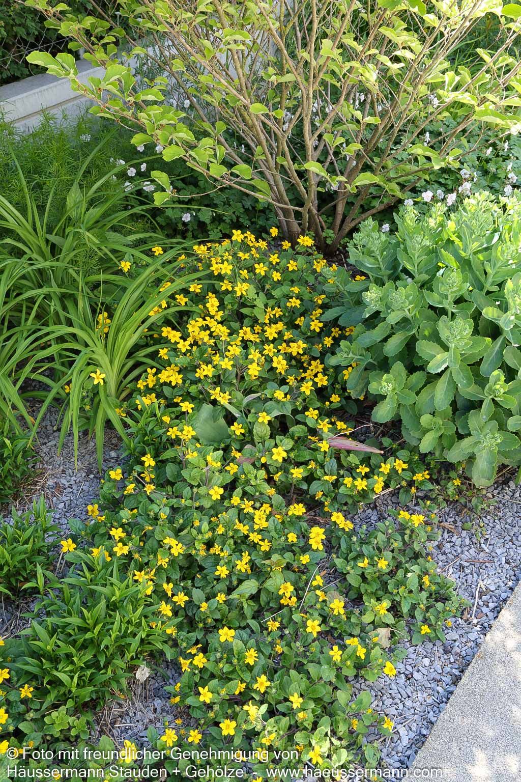Goldkörbchen (Chrysogonum virginianum)
