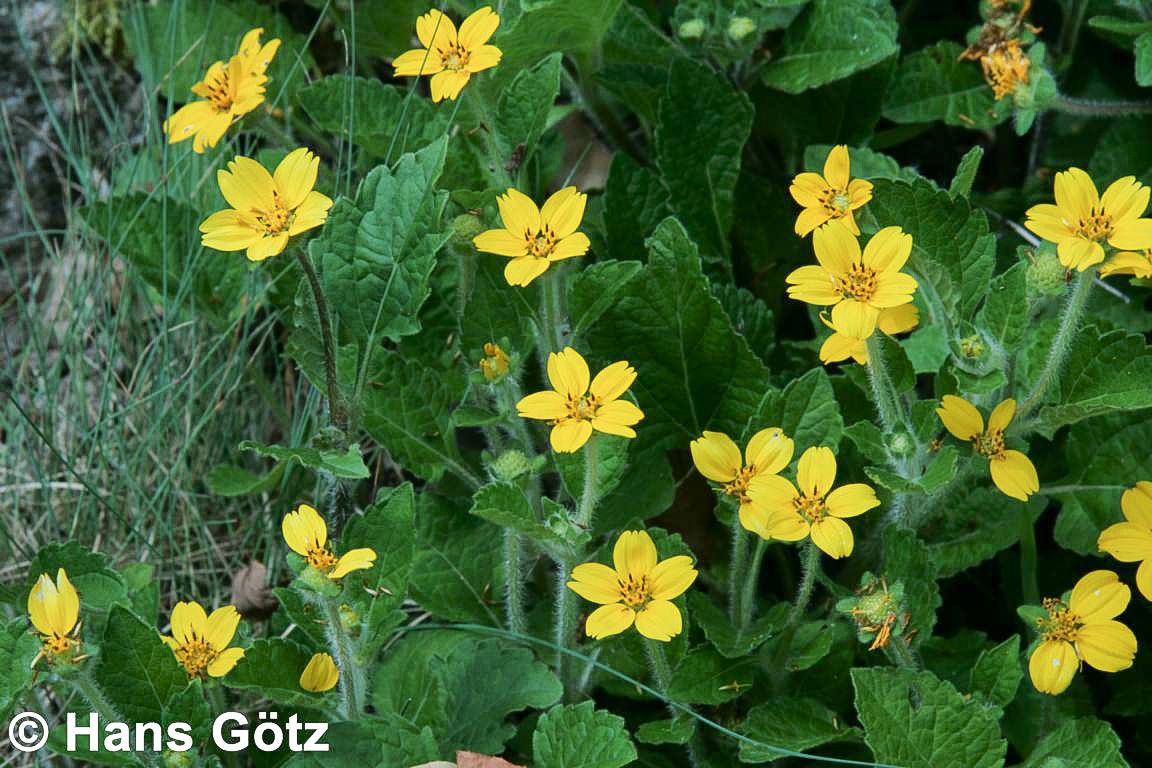 Goldkörbchen (Chrysogonum virginianum)