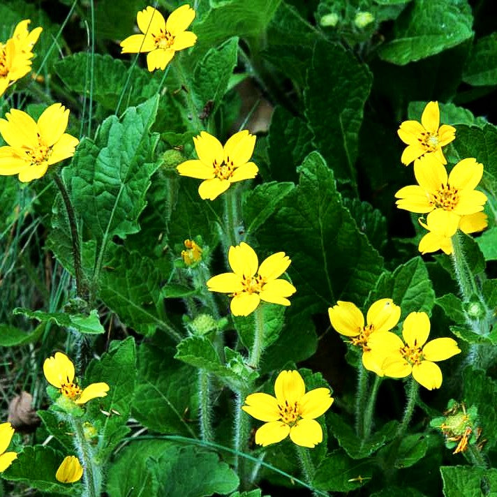 Goldkörbchen (Chrysogonum virginianum)