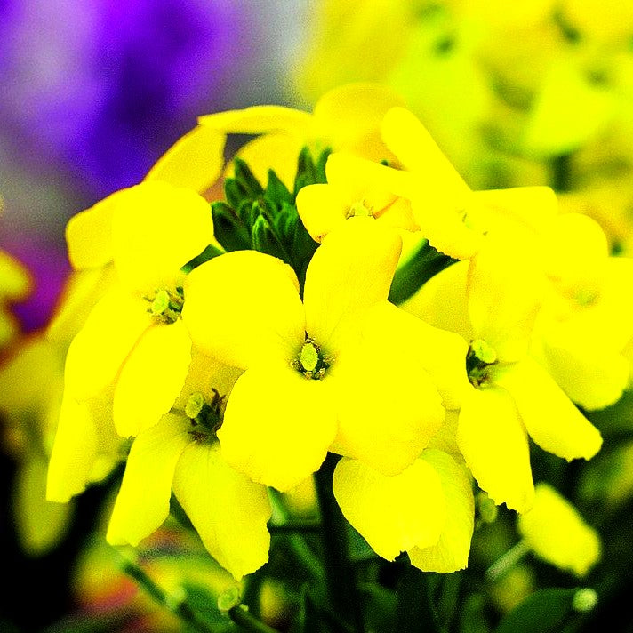 Goldlack 'Rysi Gold' (Erysimum cheiri)