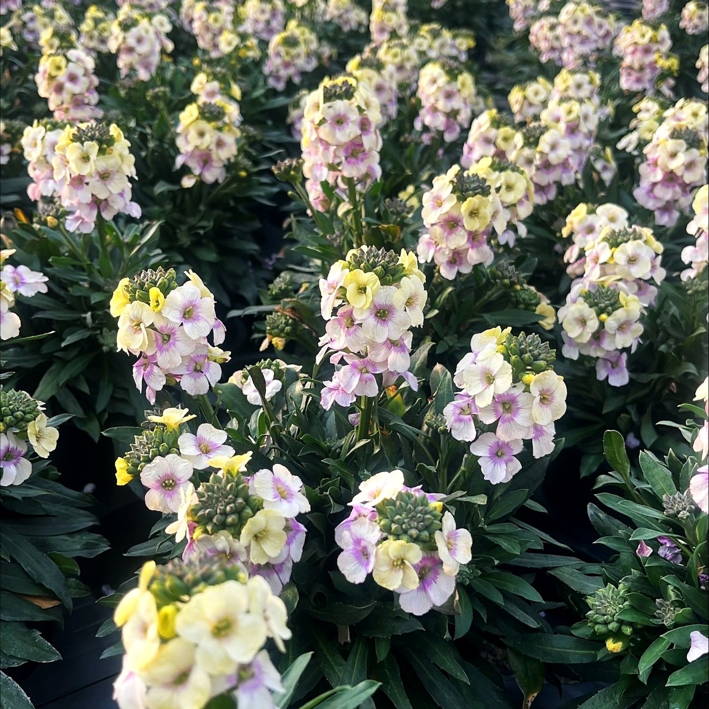 Goldlack 'Winter Charm' (Erysimum cheiri)