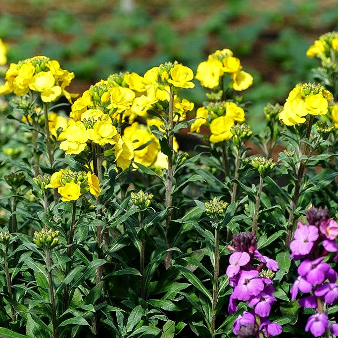 Goldlack 'Winter Light' (Erysimum cheiri)