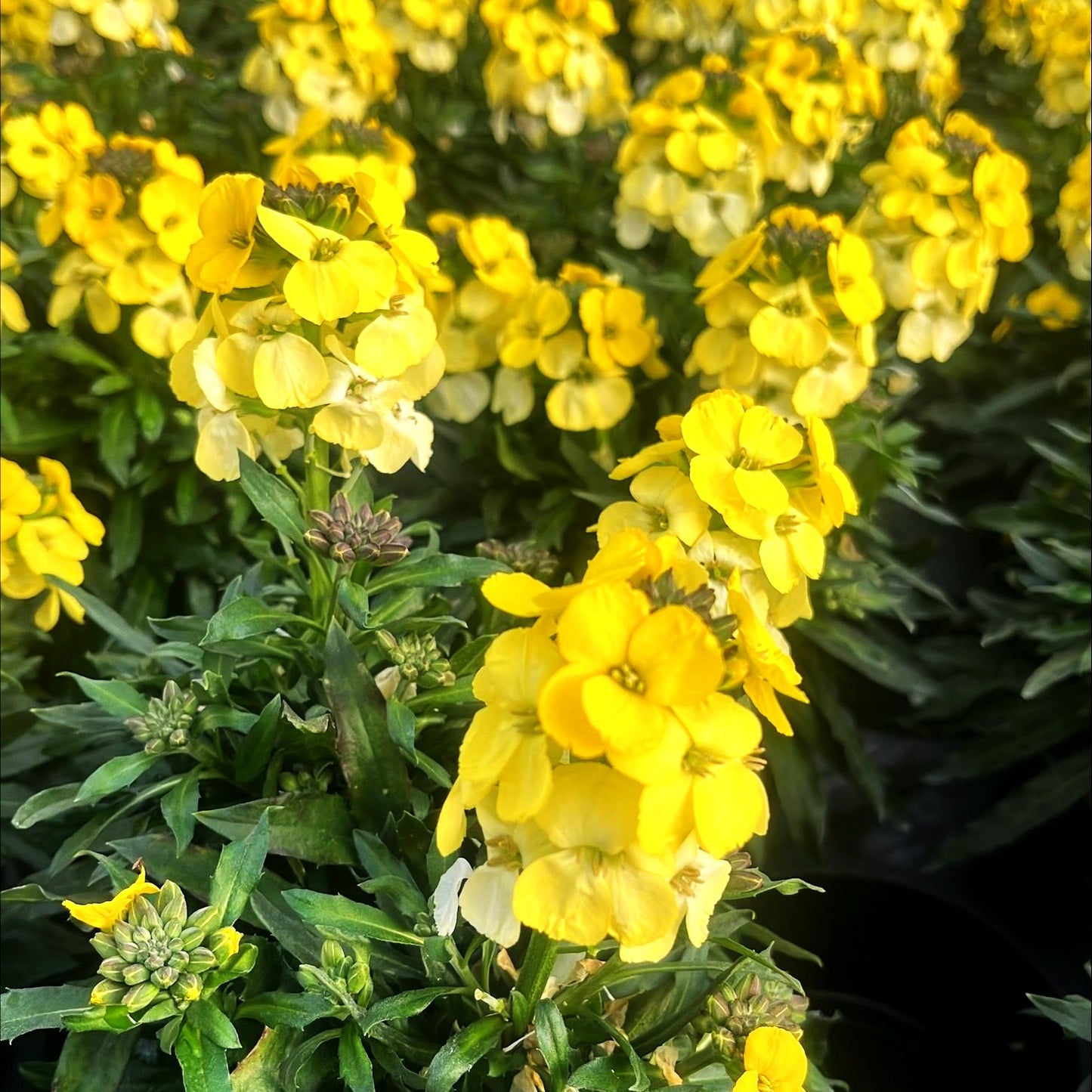 Goldlack 'Winter Light' (Erysimum cheiri)