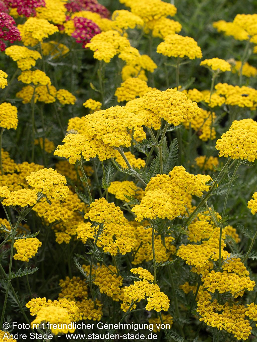 Goldquirl-Garbe 'Little Moonshine' (Achillea clypeolata)