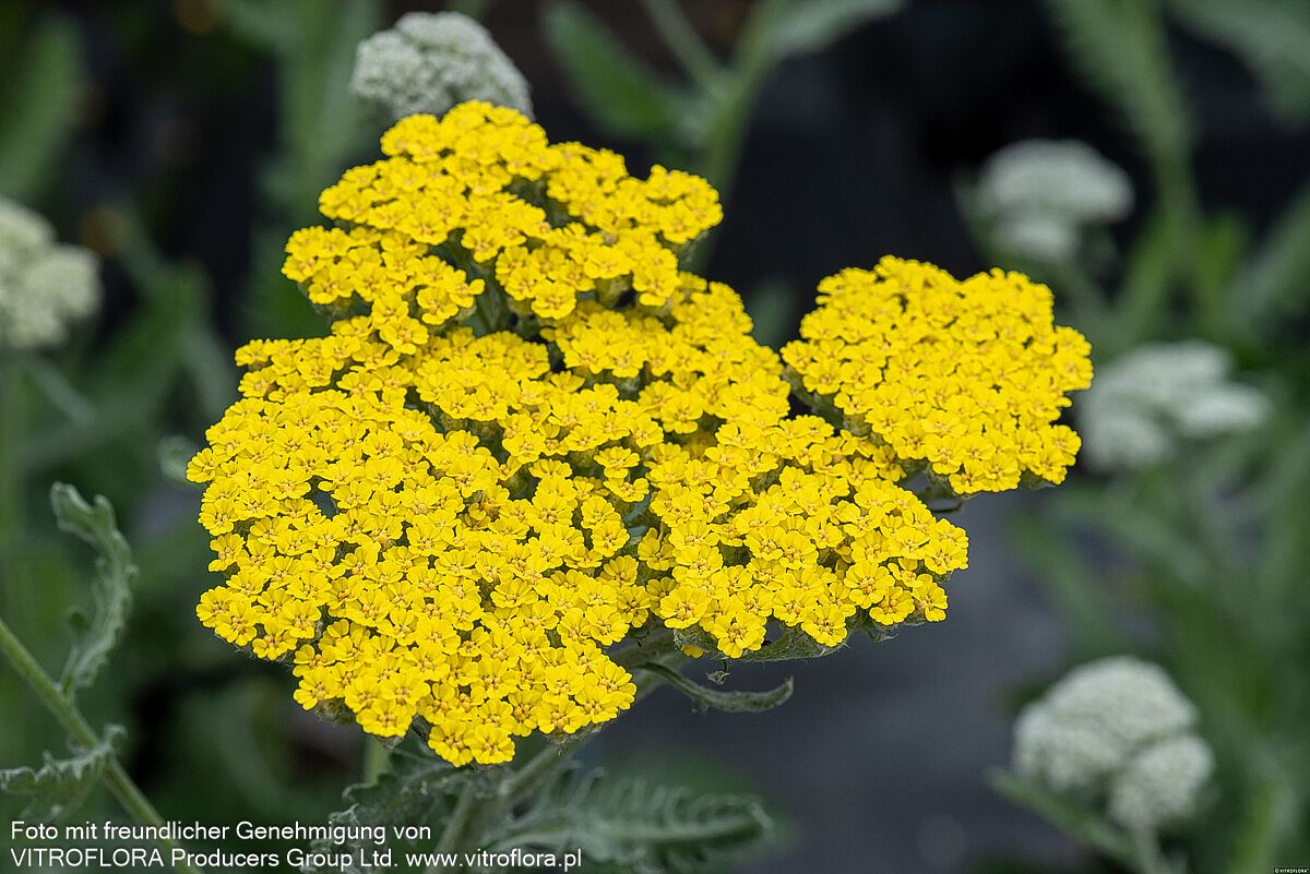 Goldquirl-Garbe 'Little Moonshine' (Achillea clypeolata)