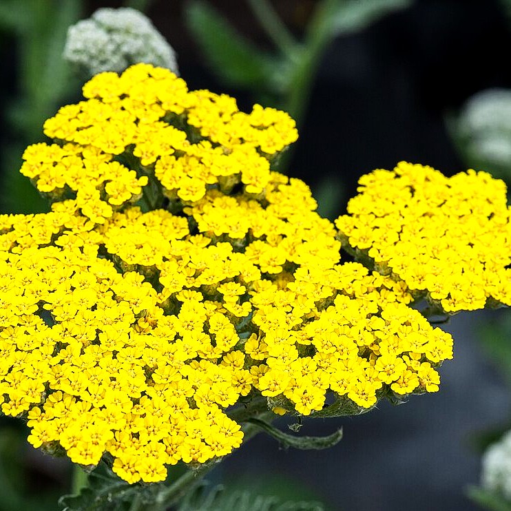 Goldquirl-Garbe 'Little Moonshine' (Achillea clypeolata)