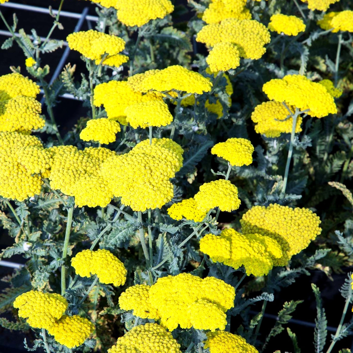 Goldquirl-Garbe 'Moonshine' (Achillea clypeolata)