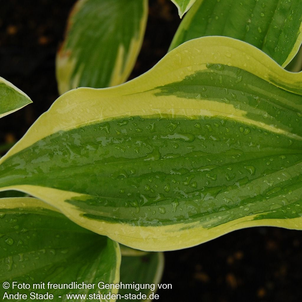 Goldrand-Funkie 'Aureomarginata' (Hosta x fortunei)