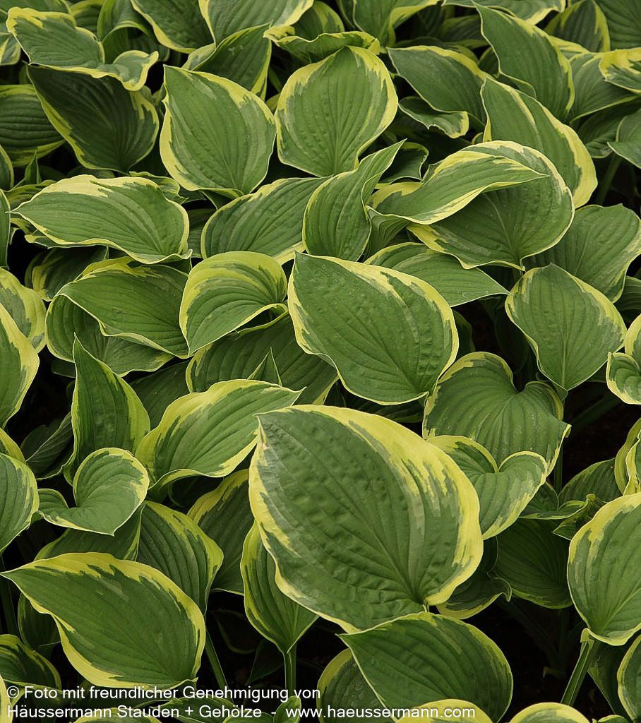 Goldrand-Funkie 'Aureomarginata' (Hosta x fortunei)