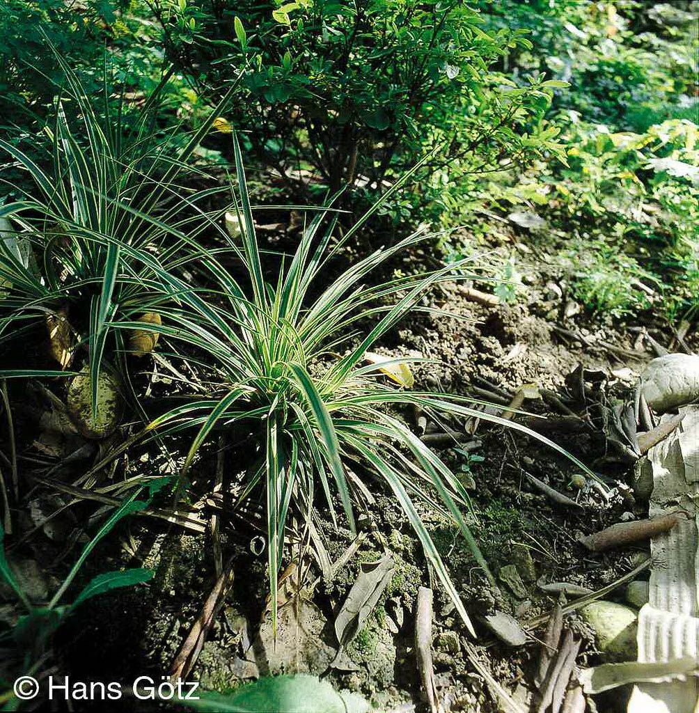 Goldrand-Japan-Segge 'Aureovariegata' (Carex morrowii)