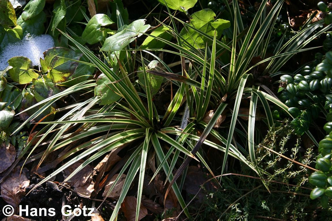 Goldrand-Japan-Segge 'Aureovariegata' (Carex morrowii)