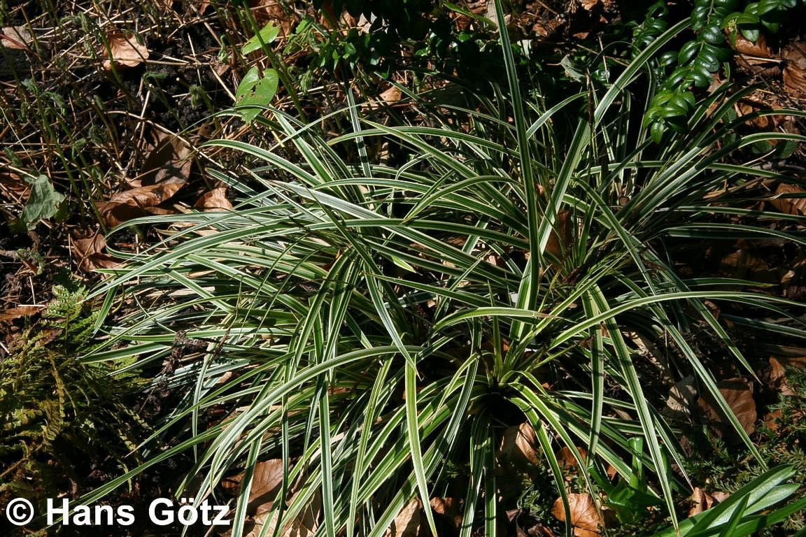 Goldrand-Japan-Segge 'Aureovariegata' (Carex morrowii)