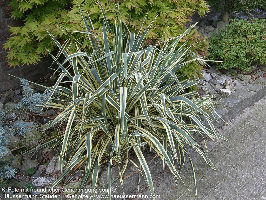 Goldrand-Palmlilie 'Bright Edge' (Yucca filamentosa)