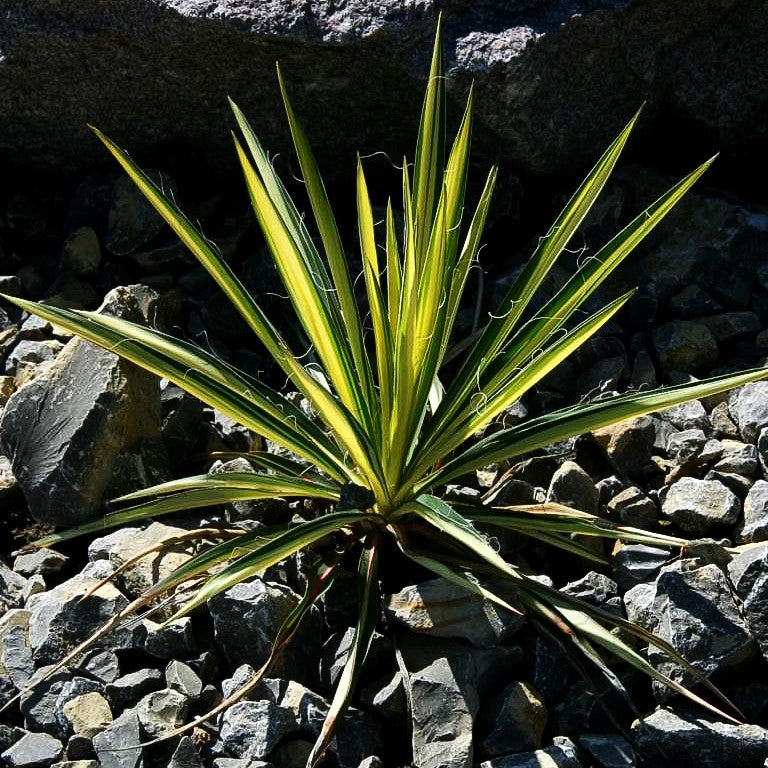Goldrand-Palmlilie 'Bright Edge' (Yucca filamentosa)