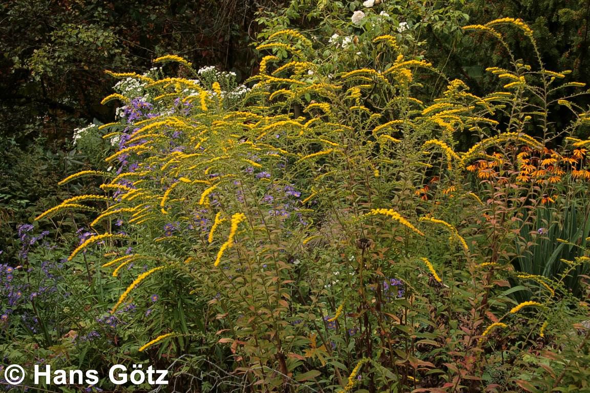 Goldrute 'Fireworks' (Solidago rugosa)