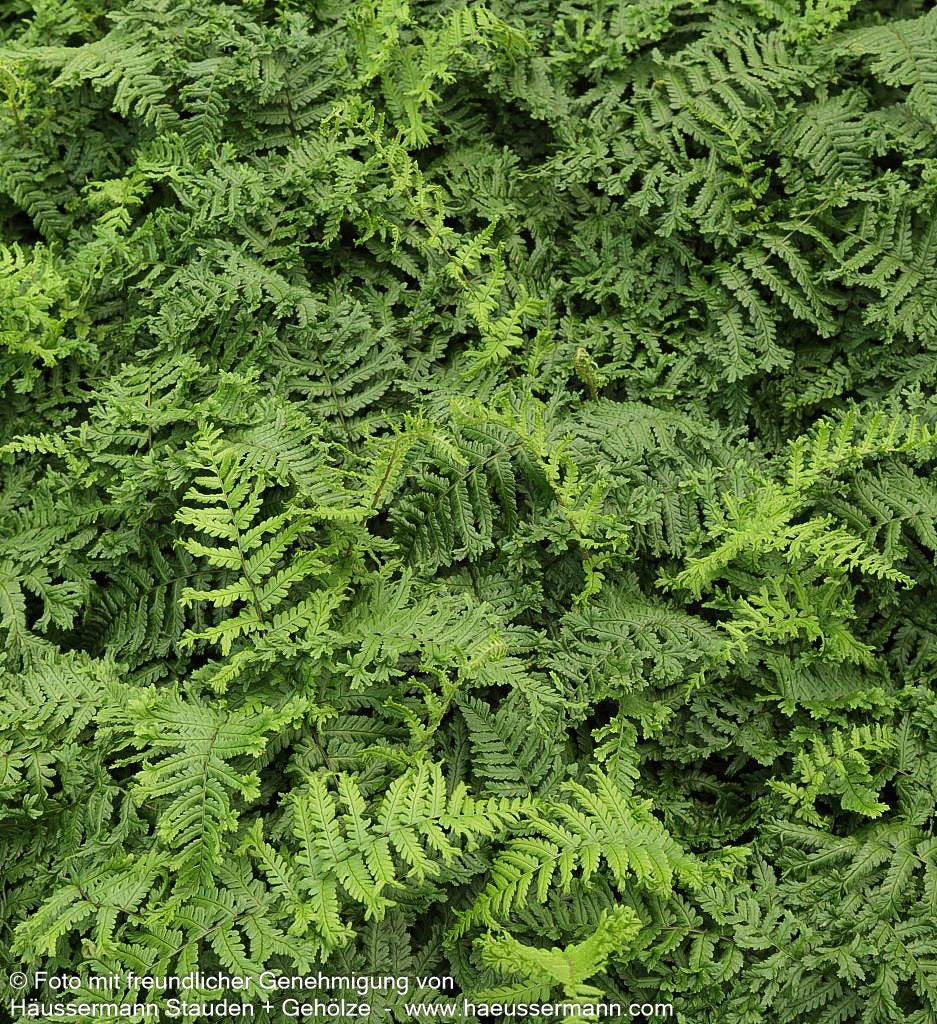 Goldschuppenfarn 'Cristata The King' (Dryopteris affinis)