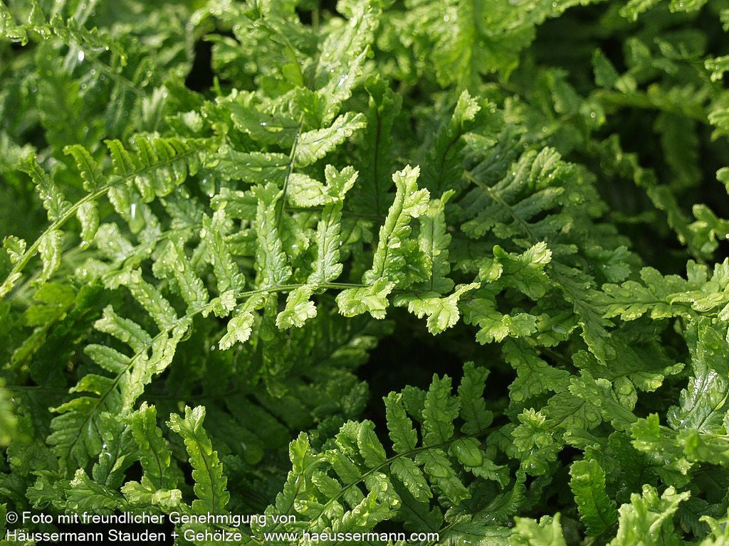 Goldschuppenfarn 'Cristata The King' (Dryopteris affinis)
