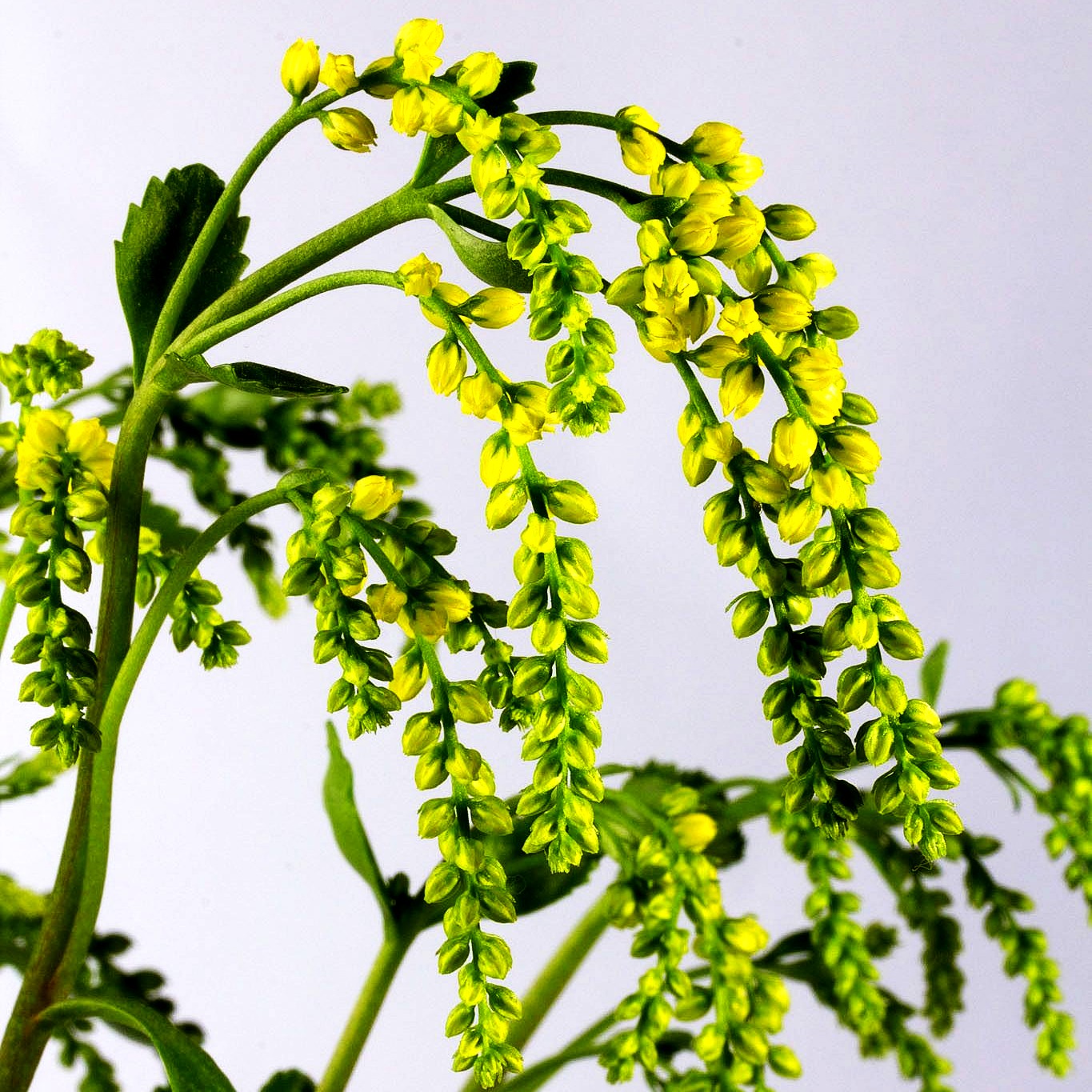 Goldtröpfchen (Chiastophyllum oppositifolium)