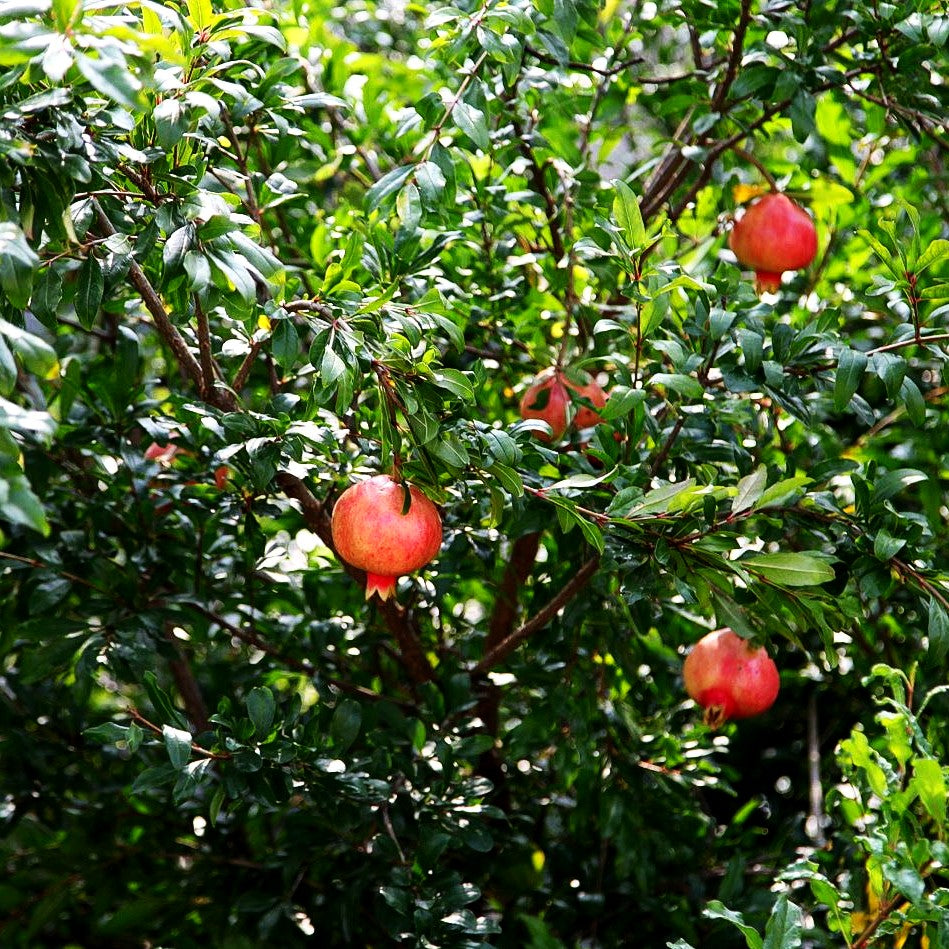 Granatapfelbaum (Punica granatum)