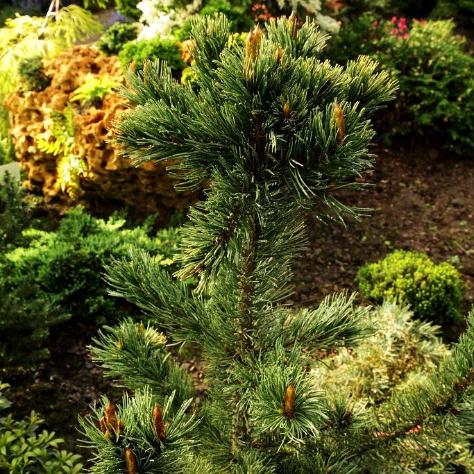 Grannen-Kiefer (Pinus aristata)