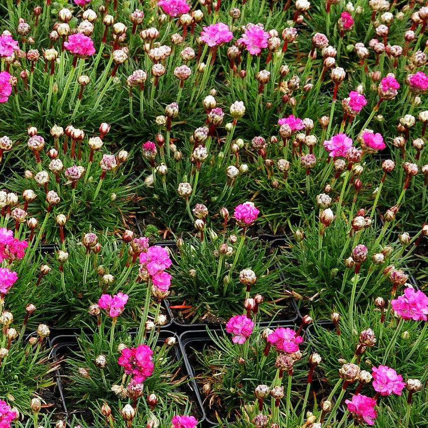 Grasnelke 'Armada Rose' (Armeria maritima)