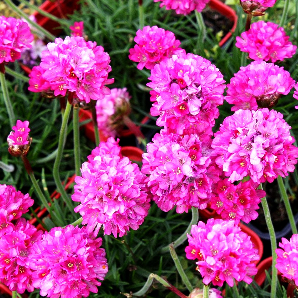 Grasnelke 'Düsseldorfer Stolz' (Armeria maritima)