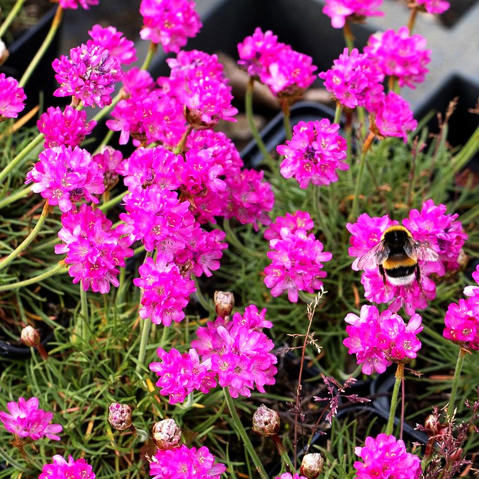 Grasnelke 'Frühlingszauber' (Armeria maritima)
