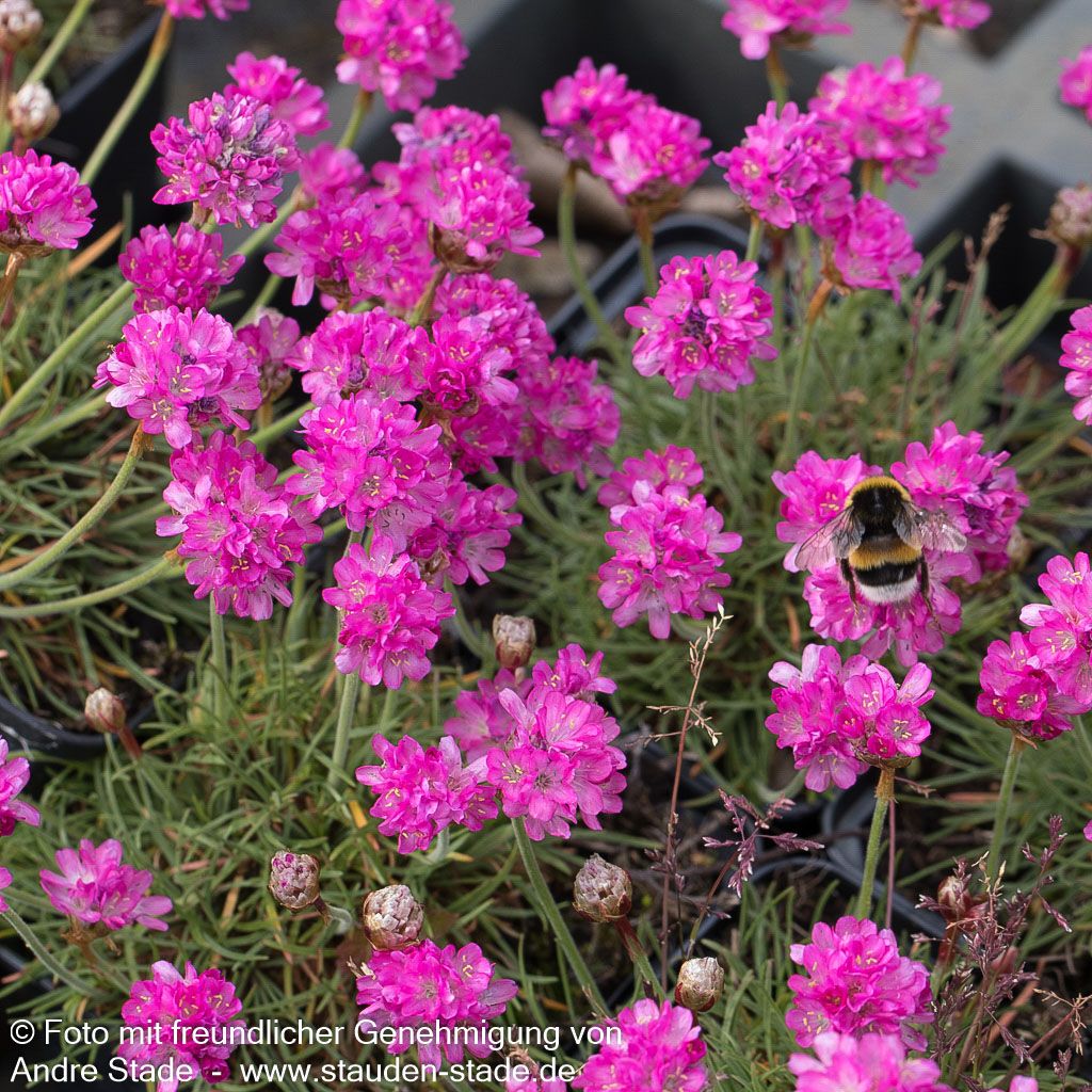 Grasnelke 'Frühlingszauber' (Armeria maritima)