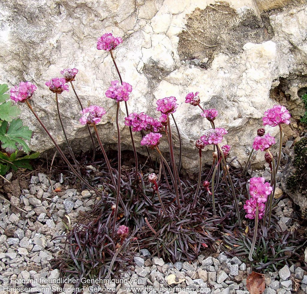 Grasnelke 'Vesuv' (Armeria maritima)