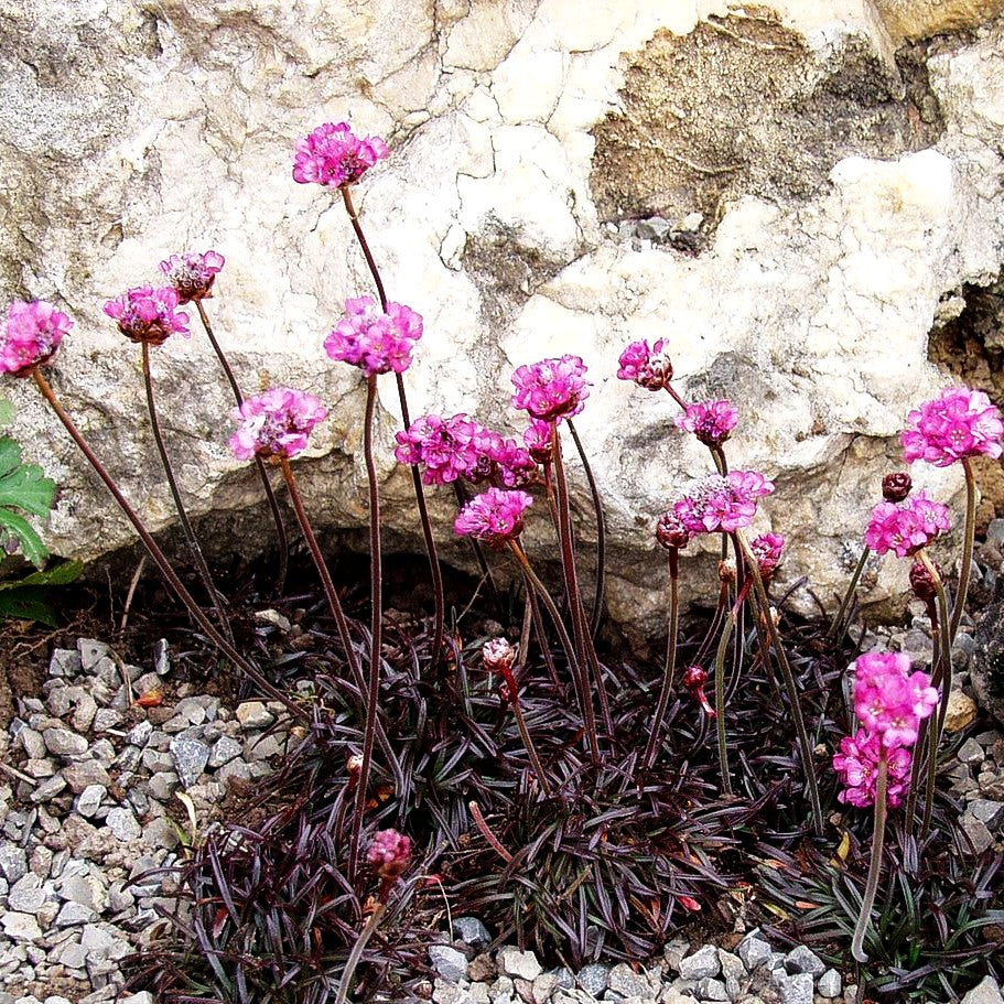 Grasnelke 'Vesuv' (Armeria maritima)