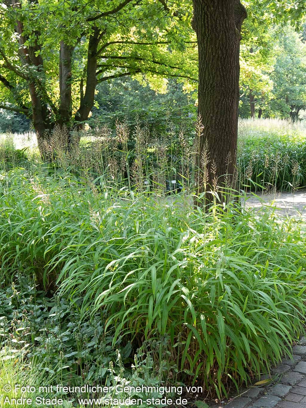Graubartgras (Spodiopogon sibiricus)