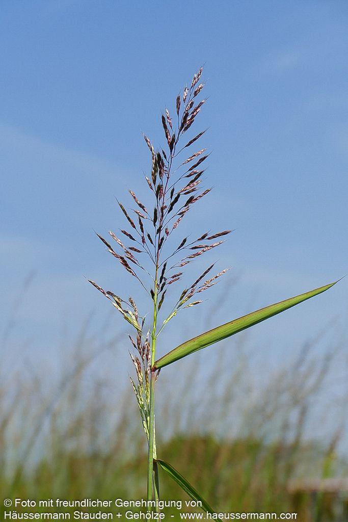 Graubartgras (Spodiopogon sibiricus)