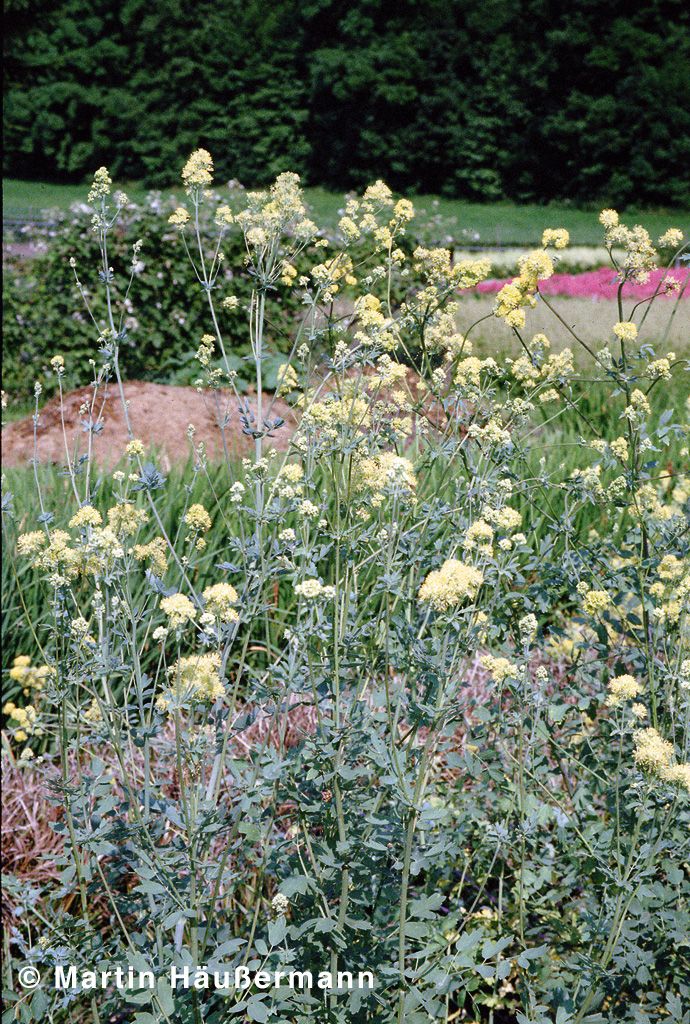 Graublättrige Wiesenraute (Thalictrum flavum ssp.glaucum)