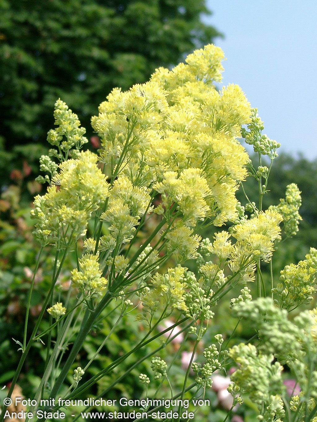 Graublättrige Wiesenraute (Thalictrum flavum ssp.glaucum)