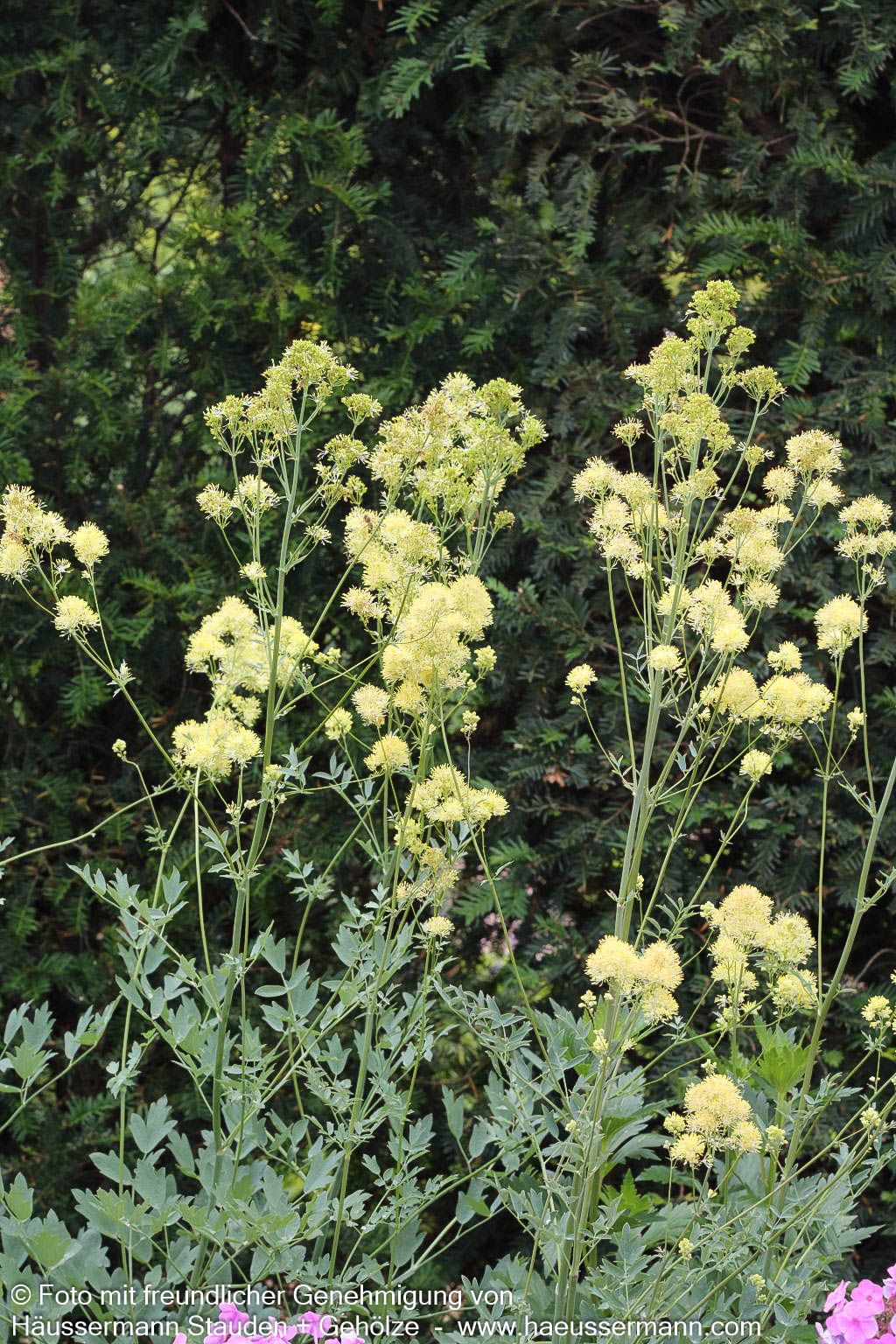 Graublättrige Wiesenraute (Thalictrum flavum ssp.glaucum)