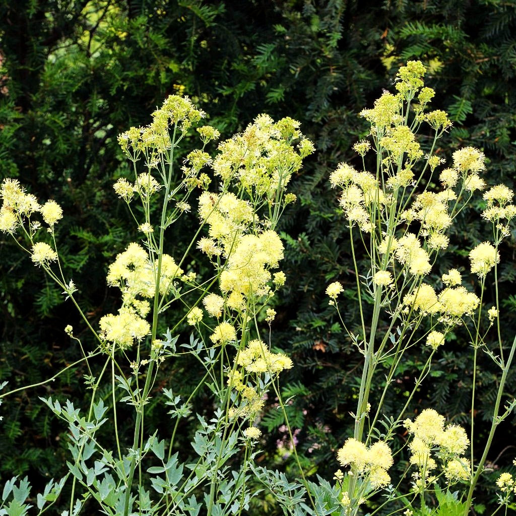 Graublättrige Wiesenraute (Thalictrum flavum ssp.glaucum)