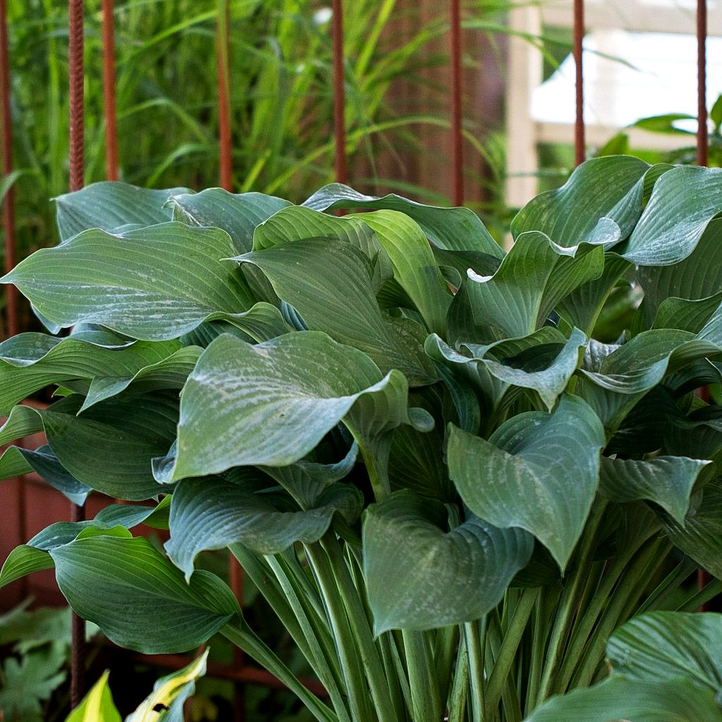 Graublaue Funkie 'Krossa Regal' (Hosta nigrescens)