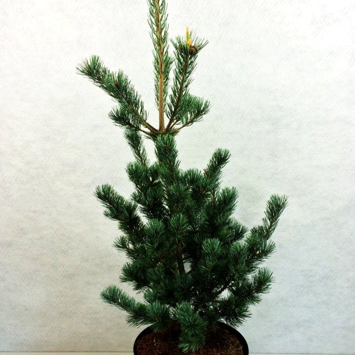 Graublaue Mädchenkiefer 'Azumi Goye' (Pinus parviflora)