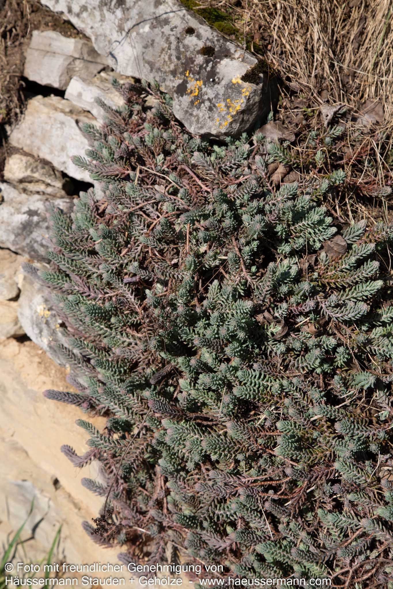 Graue Tripmadam (Sedum reflexum Typ Degenberg)