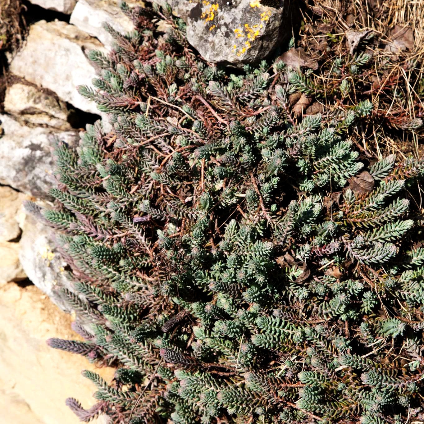 Graue Tripmadam (Sedum reflexum Typ Degenberg)