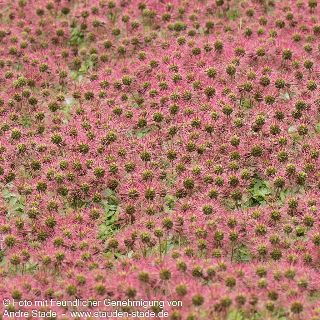 Graugrünes Stachelnüsschen (Acaena magellanica)