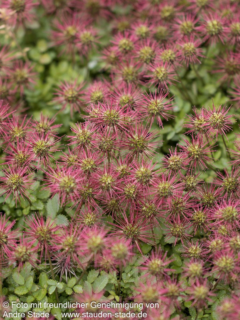 Graugrünes Stachelnüsschen (Acaena magellanica)