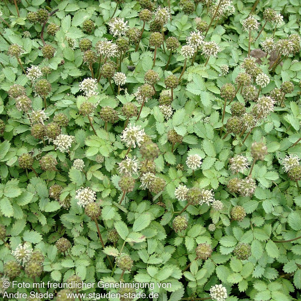 Graugrünes Stachelnüsschen (Acaena magellanica)