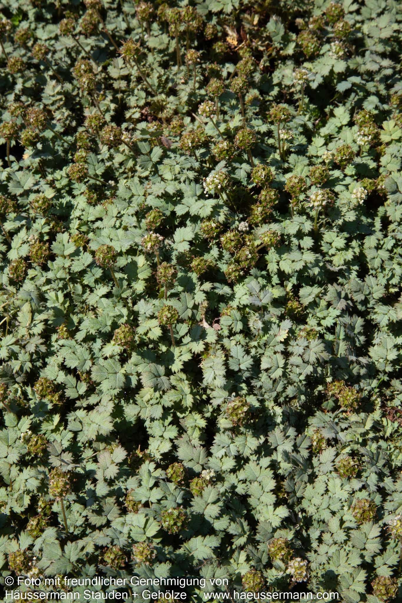 Graugrünes Stachelnüsschen (Acaena magellanica)