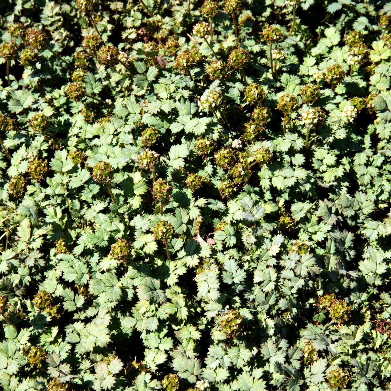 Graugrünes Stachelnüsschen (Acaena magellanica)