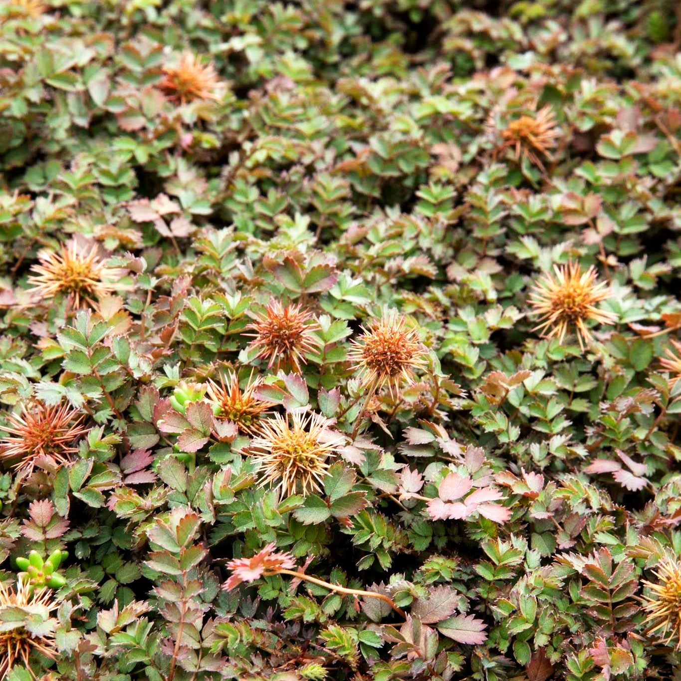 Graugrünes Stachelnüsschen 'Dichte Matte' (Acaena microphylla)