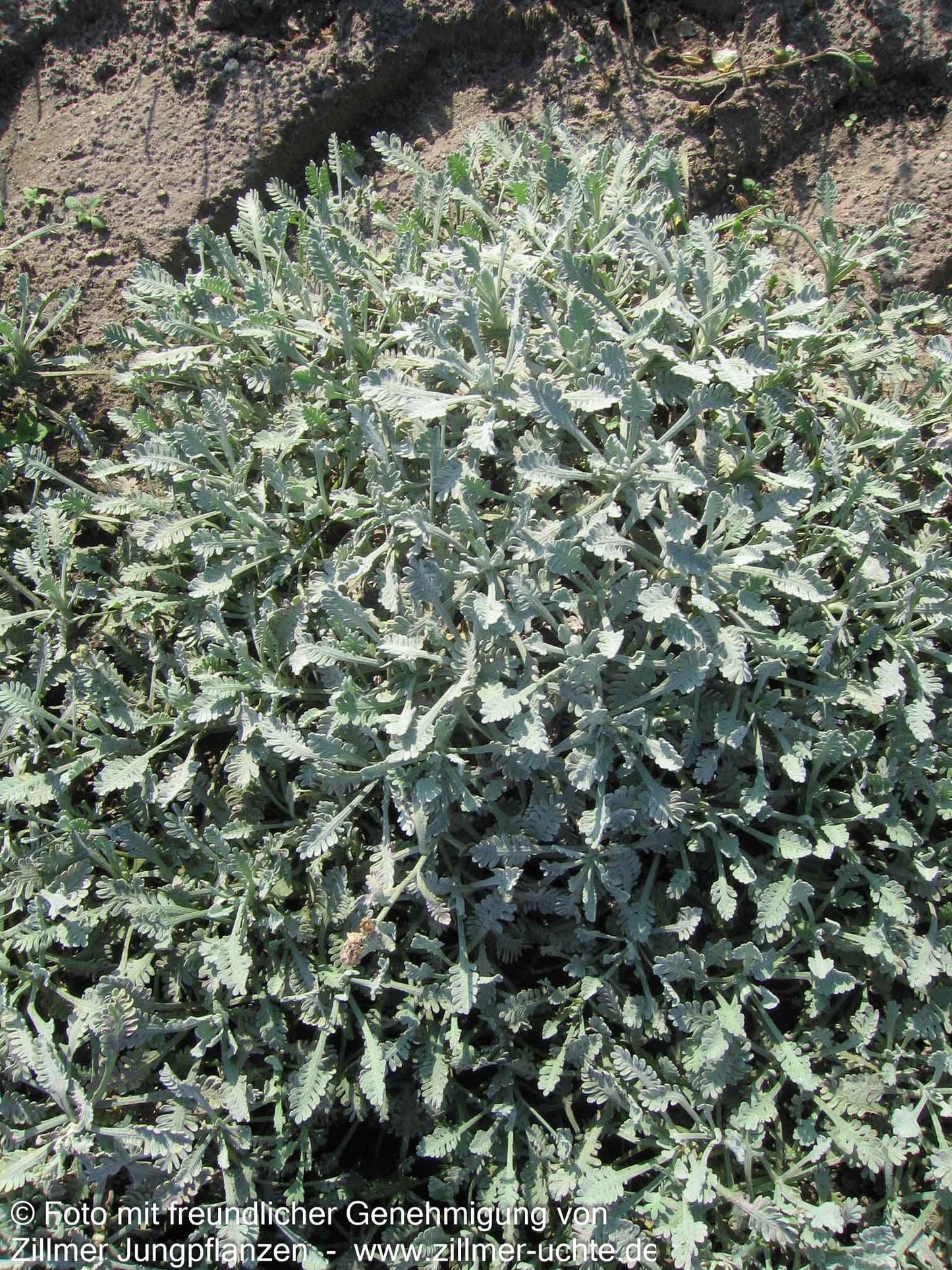 Griechische Silber-Garbe (Achillea umbellata)